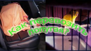КАК ПЕРЕВОЗИТЬ ПОПУГАЯ В МАШИНЕ? ПЕРЕВОЗИМ ВОЛНИСТОГО ПОПУГАЯ