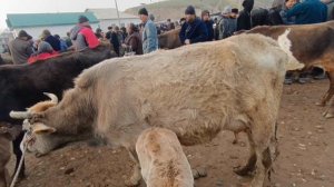 Искра мол бозорда нархи навлар