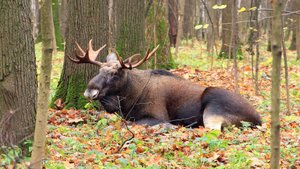 Лоси осенью