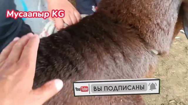 ЛЕЙЛЕК РАЗЗАКОВ ИСФАНА МАЛ БАЗАР 27.07.2023