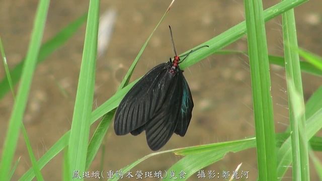 鳳斑蛾/重陽木螢斑蛾 覓食