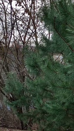 Весенний январь 2025  #Калуга #ольга_дом_и_дача #веснавянваре 31.01.2025