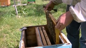 Отводок на плодную матку