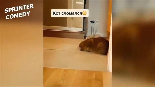 11 МИНУТ СМЕХА##смешная подборка приколов 2020 ##ЛУЧШИЕ ПРИКОЛЫ ##THE BEST COUBS