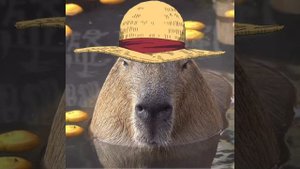 песня капибара (1 час) 😊👍