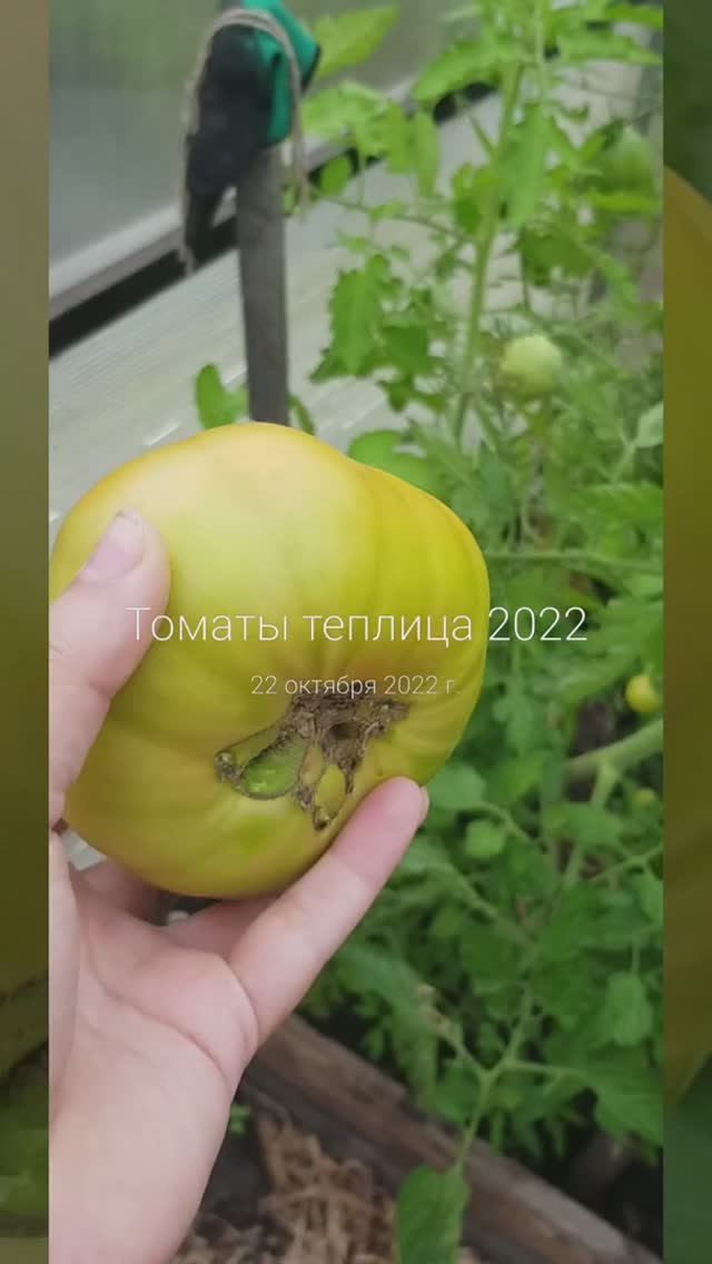 Томаты теплица 2022