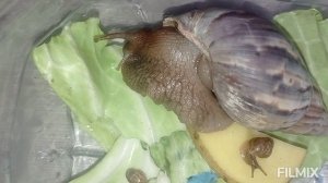 любят капусту