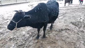 Молбозори Ёвон нархи букахо калон майда Асп Гови ширте 27.12.2020