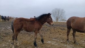 вывели лошадей в поле