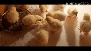 Циплята от 0 до 7 дней.