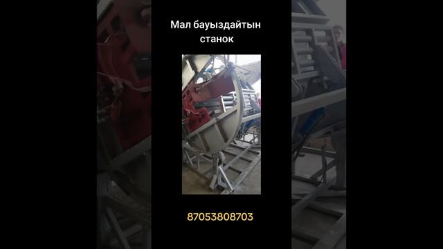 Станок для убоя скота халал стандарт. Станок крс убой. Убойный цех станки. Қазақстан. Ақтөбе.