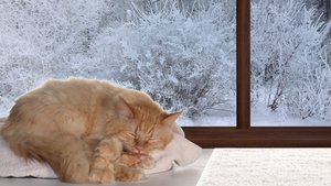 ДНЕВНОЙ СОН С МАРСИКОМ
