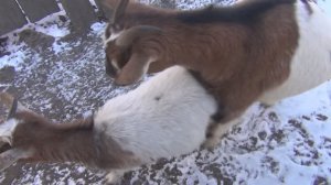 Женская ДОМИНАЦИЯ у КОЗ. Камерунские пигмеи