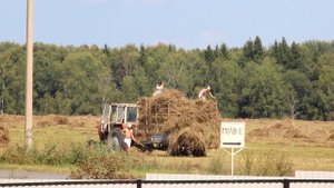 Девки на сеновале