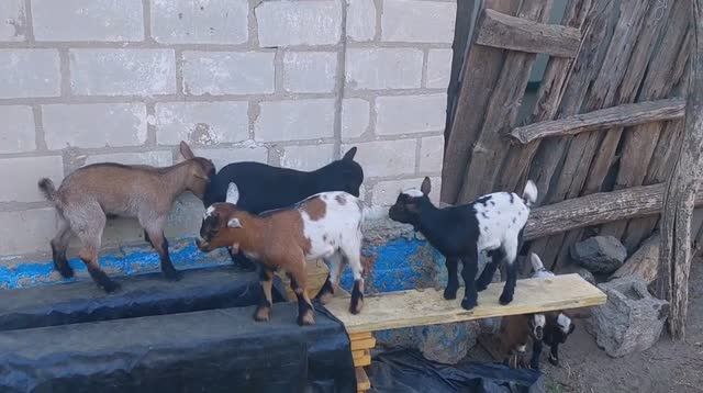 ИТОГИ камерунских ОКОЗОВ в 2024. СКОЛЬКО 🐐 и КТО_