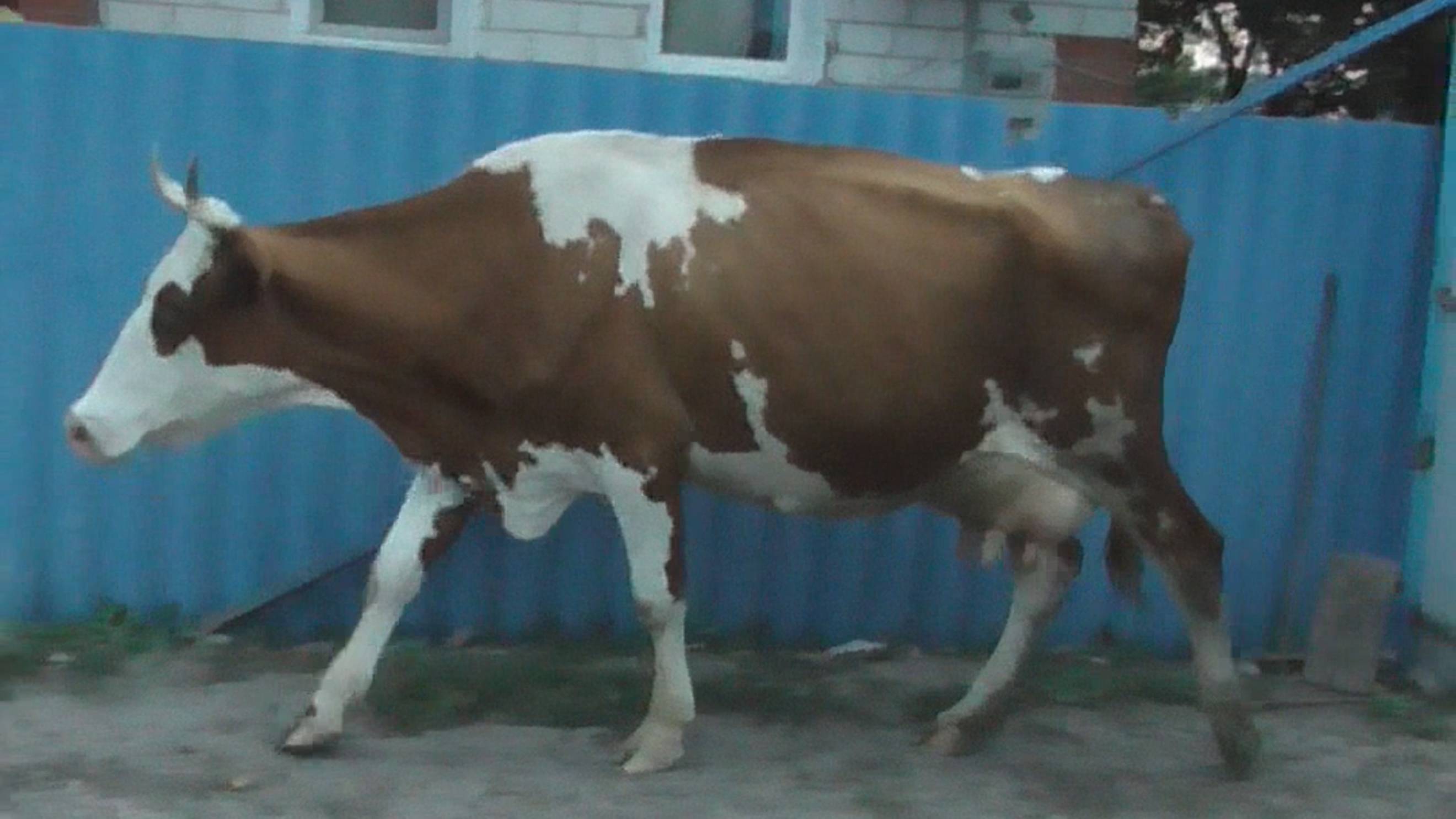 Коровы пришли домой смотреть онлайн