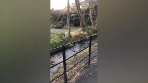 7 Приколы С Животными