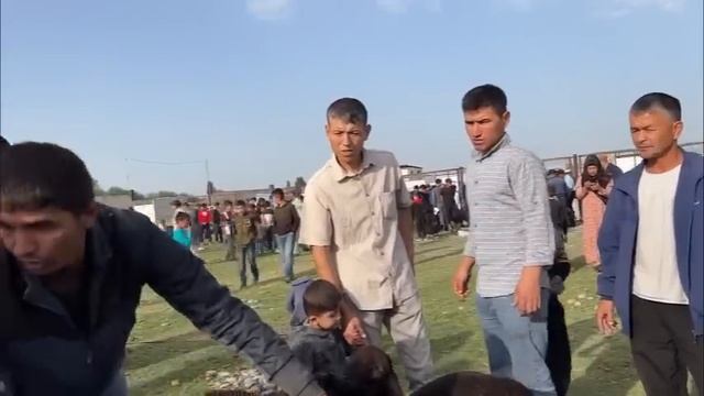 Шанбебозор нарҳи гушт гусфанд гов барра гисарский овцы кучкар 19 мая 2023 г.