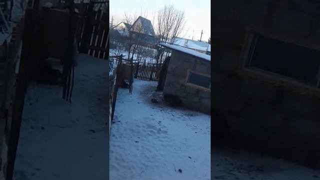 Делимся опытом в разведении вьетнамцев🐷