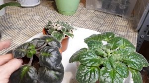 Фиалка чахнет! 😥 Почему? Как спасти?☝️