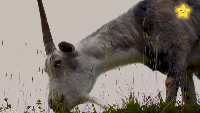 50 минут Звуки домашних животных для детей. Синий трактор везёт животных и другие смотреть онлайн