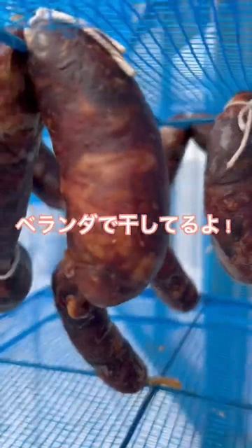 【冬の保存食】ベランダ干し肉 "腊肉" 4日目 How to make dry meat