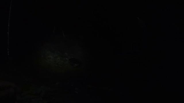 #Рыбалка на Оке#Донки#Лещ#Ока