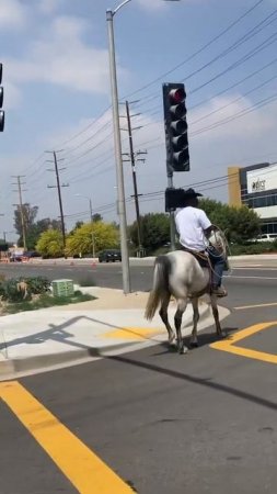 Missouri Fox Trotter Goin Down the Street