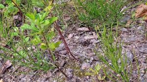 Кузнечик певчий.