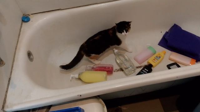 "Лапка"развлекается в ванной. смотреть онлайн