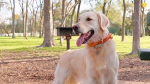 Домашние животные для детей. Звуки животных для самых маленьких