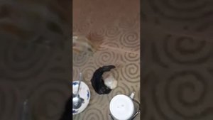 Узбек фохиша лари бомба