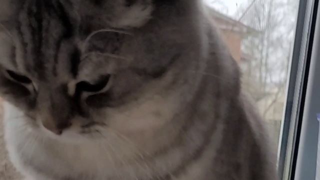 РОТВЕЙЛЕР В ХОЛОДИЛЬНИКЕ, КОШКА В МИСКЕ