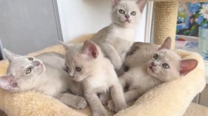 Котята бурманской породы лилового окраса проходят актирование в клубе. Дом Гучи, др 14.04.24