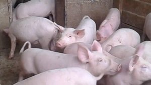 Поросята крупная белая