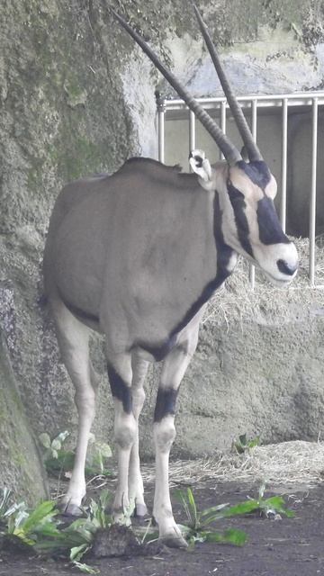 East African Oryx-Taipei Zoo - African Animal Area 東非劍羚 直角羚羊 台北市立動物園-非洲動物區 2024-7-1