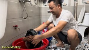 Monkey Diana and baby Roma eat dirty mangoes and ask their dad to change their clothes