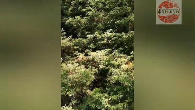 Деревья, которые не пустят энергию в дом!