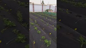 Чем обработать клубнику от вредителей весной и осенью.