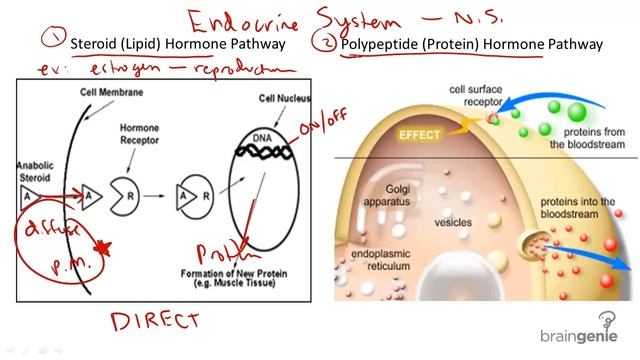 8.2.1 Hormones - Steroid v. Protein