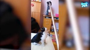 Приколы с котами и кошками — Смешные коты и кошки 2017 🐈 КОТЫ ПРИКОЛЫ 2017