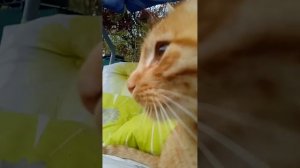 К нам приехал симба младший