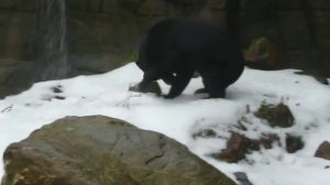 Бешеный медведь