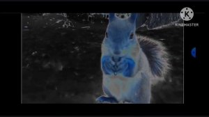 Любопытная белка in G Major 13