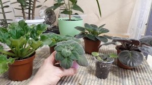 Проблемы Фиалок Зимой! Почему гниют листья?