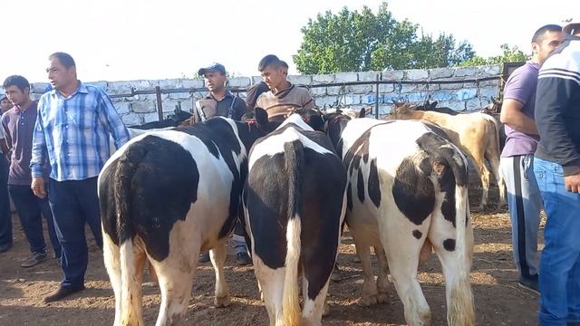 БУКАИ НИГОХБОРИ ХУДЖАНД  БОКАМ БУКАЛАР МОЛБОЗОРИ ХУЧАНД  июля 2023 г.