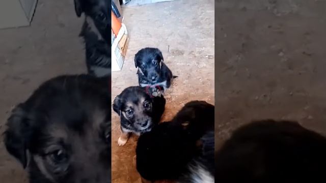 🐕 БУДНИ ПРИЮТА "ДОМ ДОБРА" 🏡 г. Вязьма