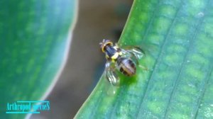 Insect Species - Fruit Fly | Oriental fruit fly (Bactrocera dorsalis) |