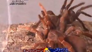 tarantula fight. king baboon vs Goliath bird-eater