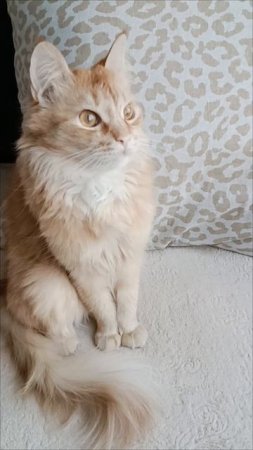 Мечтательный взгляд 😻